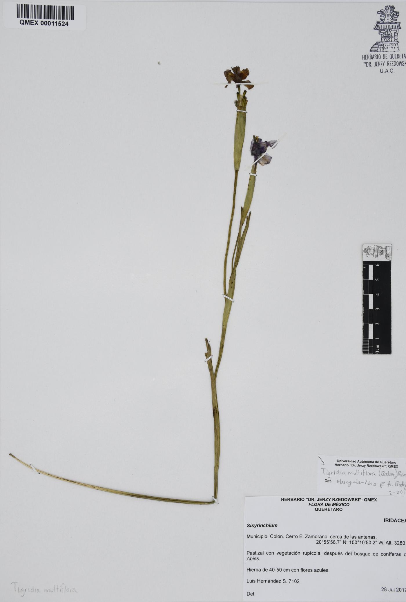 Tigridia multiflora image